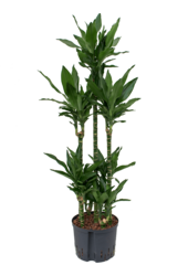 Hydroplante Dracaena Fragrans Janet Lind