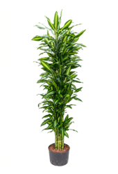 Hydroplante Dracaena Fragrans Cintho