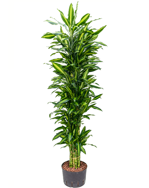 Hydroplante Dracaena