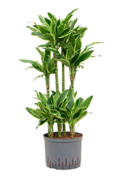 Hydroplante Dracaena Fragrans Golden Coast