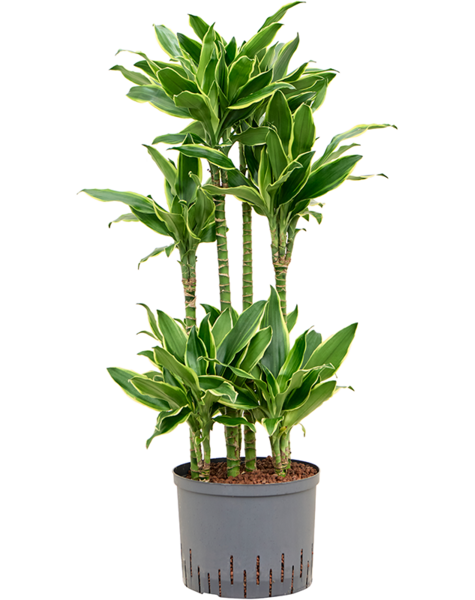Hydroplante Dracaena