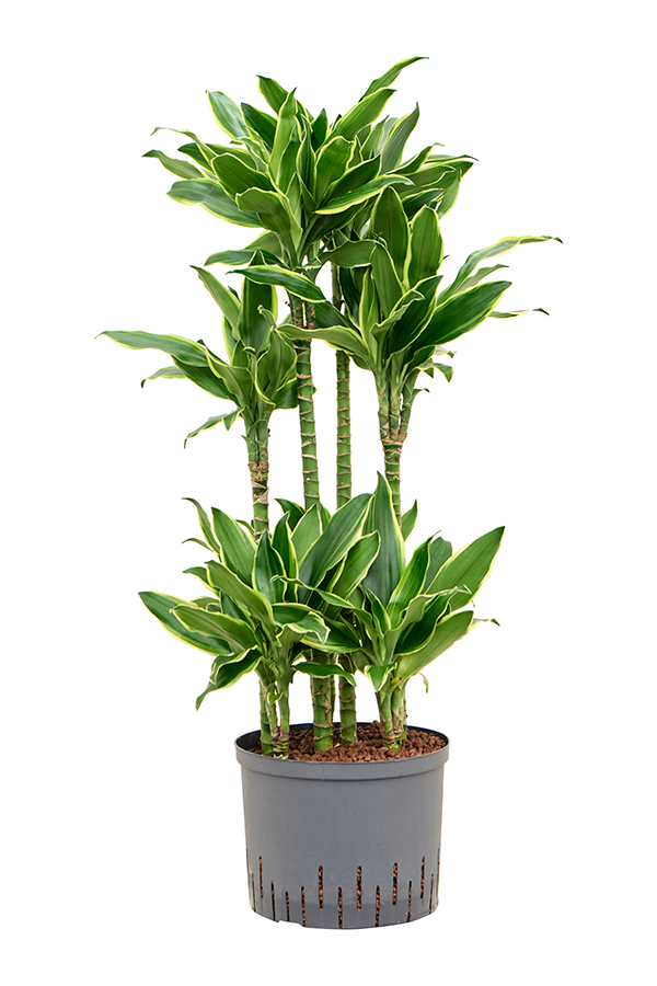 Hydroplante Dracaena Fragrans Golden Coast