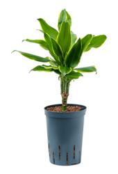 Hydroplante Dracaena Fragrans Golden Coast