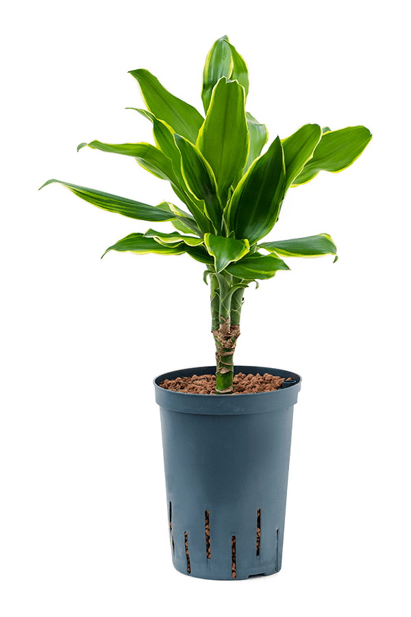 Hydroplante Dracaena Fragrans Golden Coast