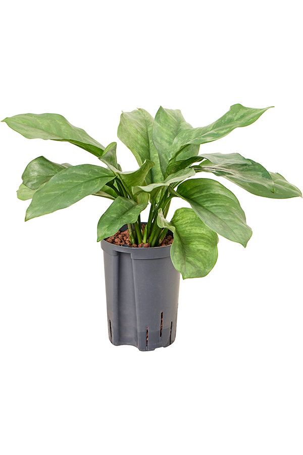 Hydroplant Aglaonema Grey