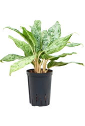 Hydroplante Aglaonema Pavo Real
