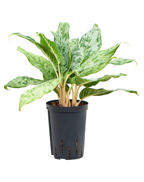 Hydroplante Aglaonema