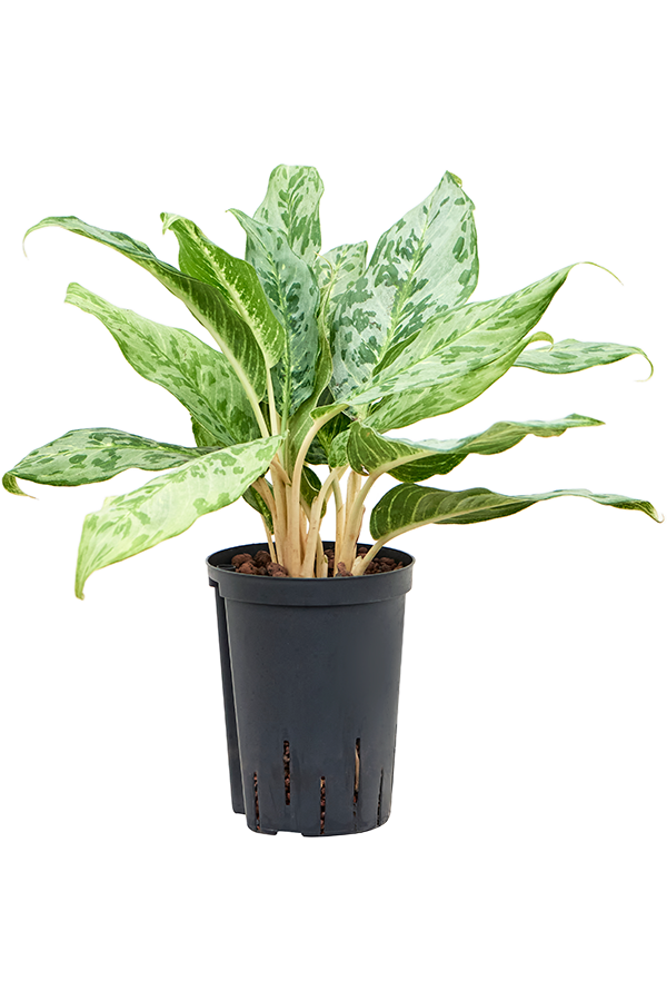 Hydroplante Aglaonema Pavo Real