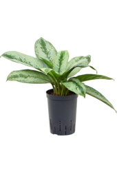 Hydroplant Aglaonema Silver Frost