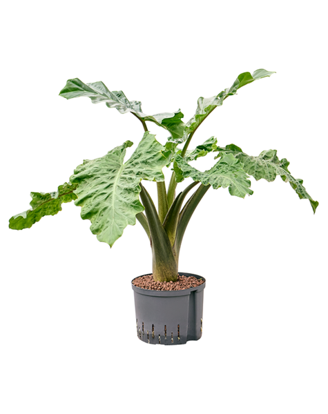 Hydroplante Alocasia