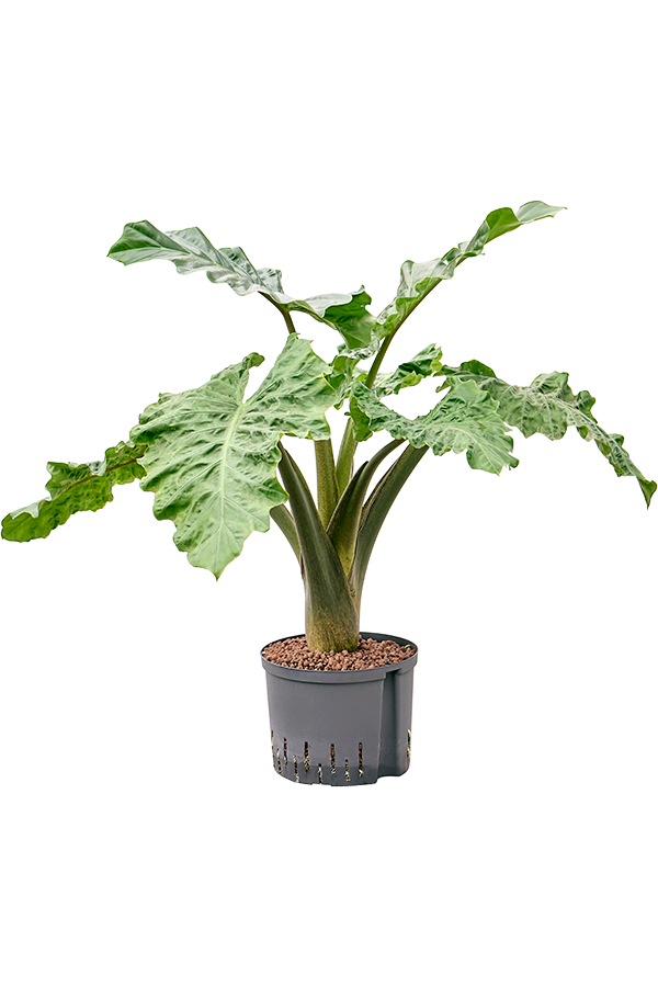 Hydroplante Alocasia Low Rider