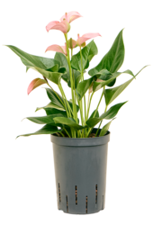 Hydroplante Anthurium Andraeanum Joli