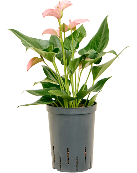 Hydroplante Anthurium