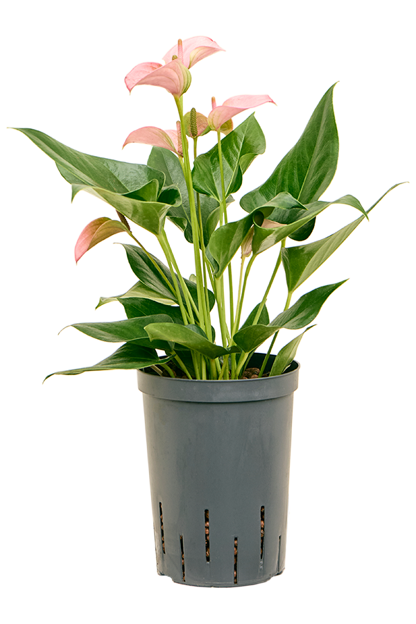 Hydroplante Anthurium Andraeanum Joli