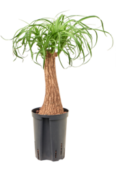 Hydroplant Beaucarnea Recurvata