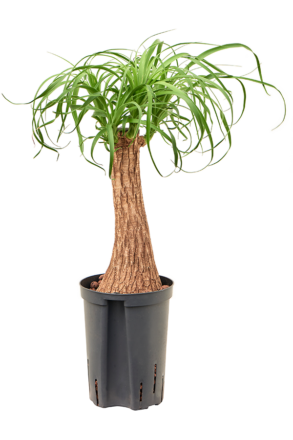 Hydroplant Beaucarnea Recurvata