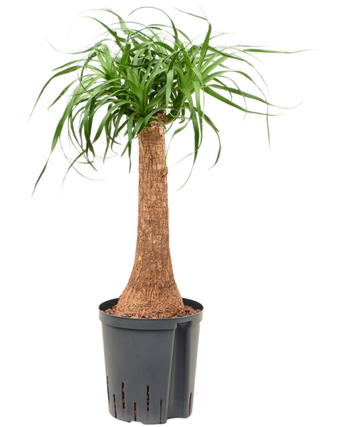 Hydroplante Beaucarnea