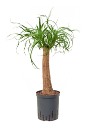 Hydroplante Beaucarnea Recurvata