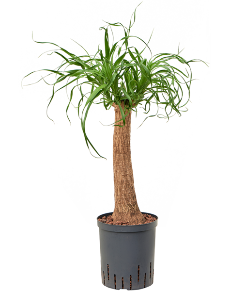 Hydroplante Beaucarnea