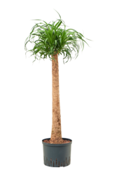 Hydroplant Beaucarnea Recurvata