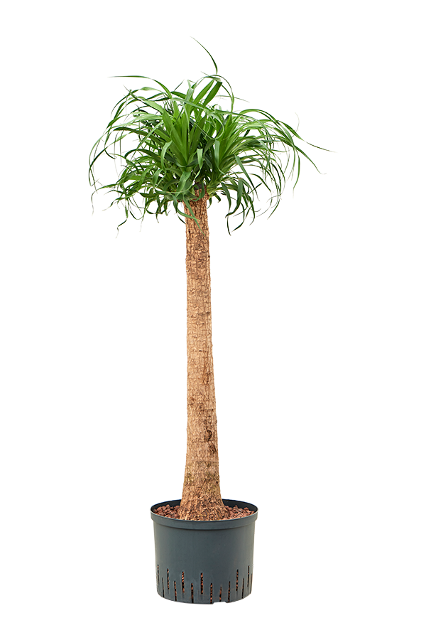 Hydroplant Beaucarnea Recurvata
