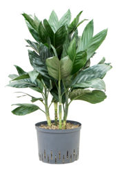 Hydroplante Chamaedorea Metallica