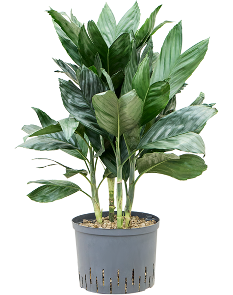 Hydroplante Chamaedorea