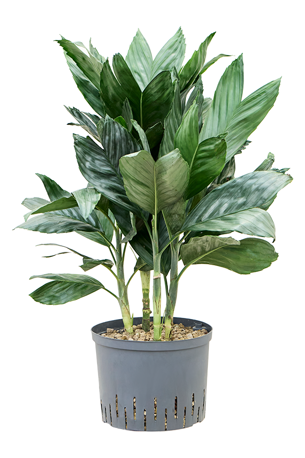 Hydroplante Chamaedorea Metallica