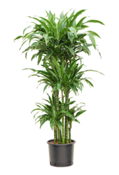 Hydroplante Dracaena Fragrans Arturo