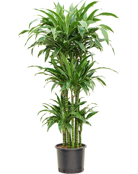 Hydroplante Dracaena