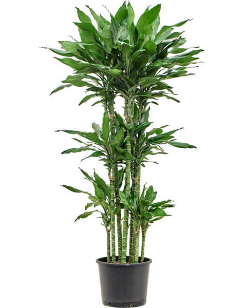 Hydroplante Dracaena