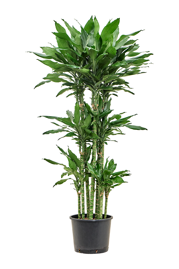 Hydroplante Dracaena Fragrans Burundii
