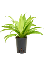 Hydroplante Dracaena Fragrans Limelight