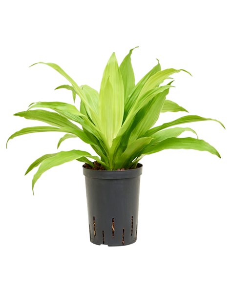 Hydroplante Dracaena