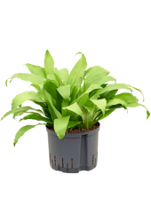 Hydroplant Dracaena Fragrans Limelight