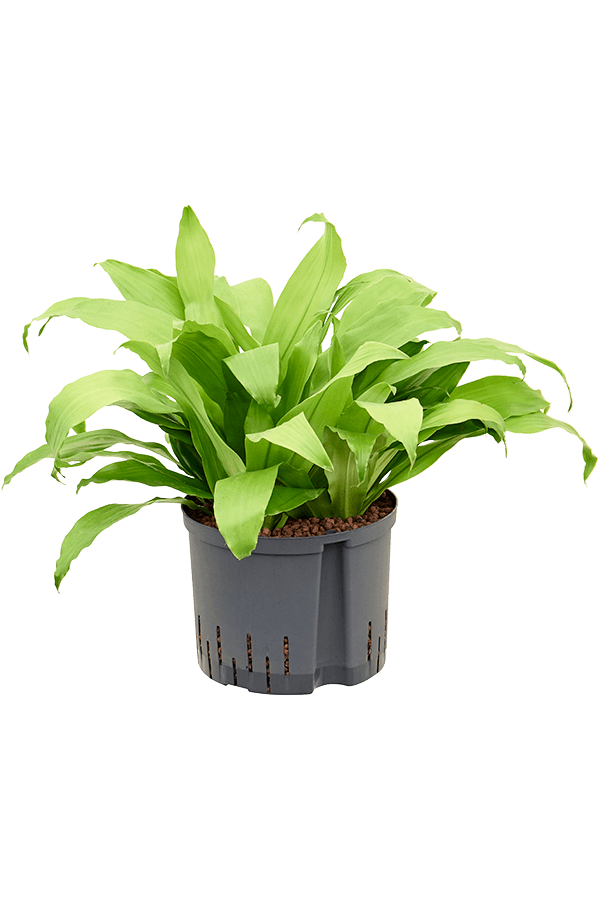 Hydroplant Dracaena Fragrans Limelight