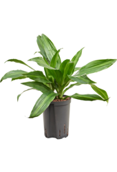 Hydroplante Dracaena Fragrans Rainbow