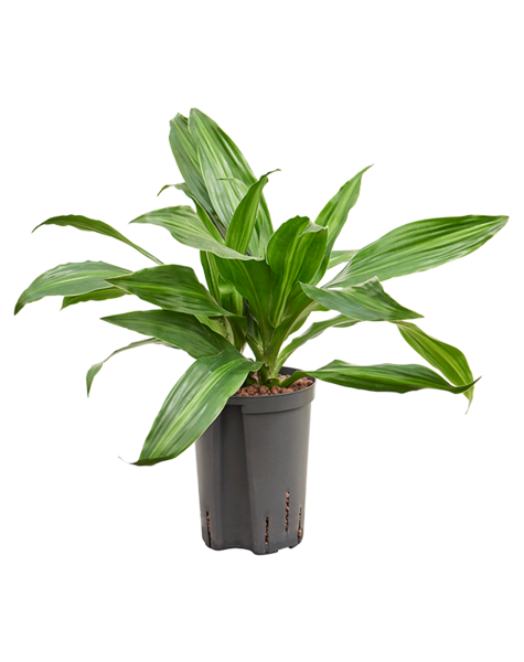 Hydroplante Dracaena