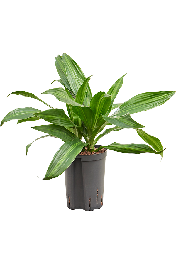 Hydroplante Dracaena Fragrans Rainbow