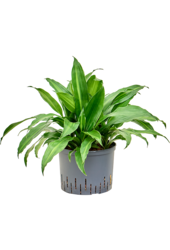 Hydroplante Dracaena Fragrans Rainbow