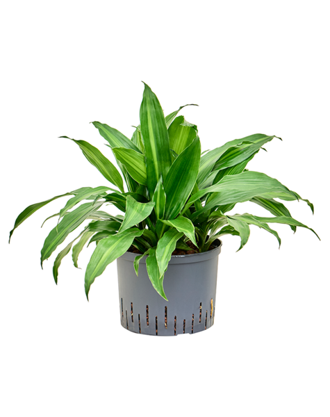 Hydroplante Dracaena
