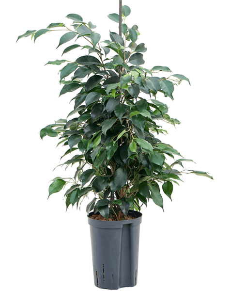 Hydroplant Ficus