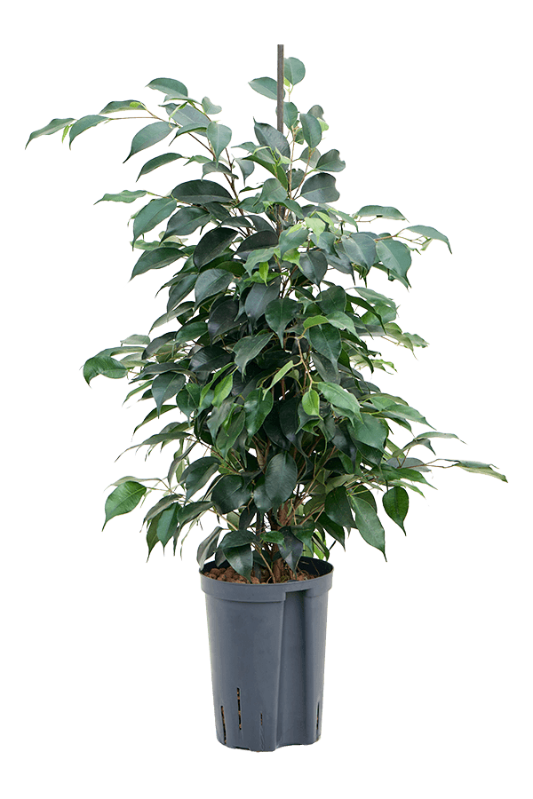 Hydroplant Ficus Benjamina Danielle