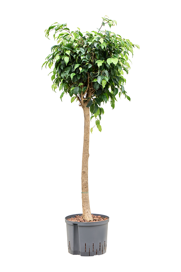 Hydroplant Ficus Benjamina Danielle