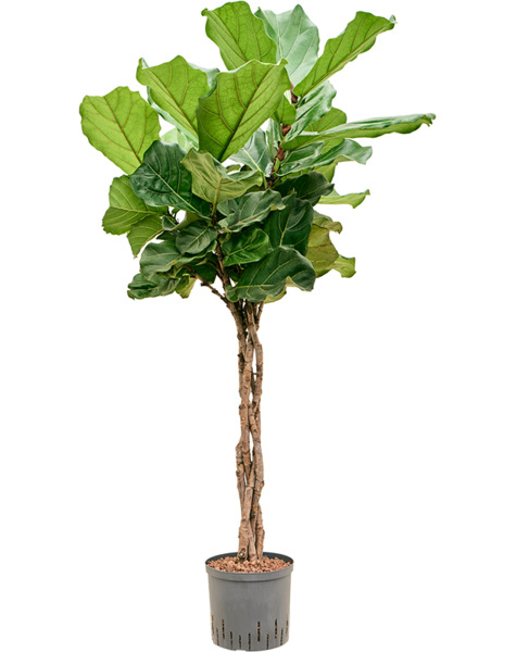 Hydroplant Ficus