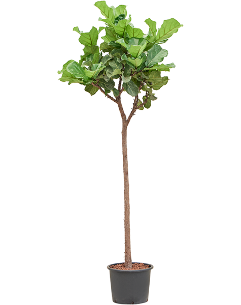 Hydroplant Ficus