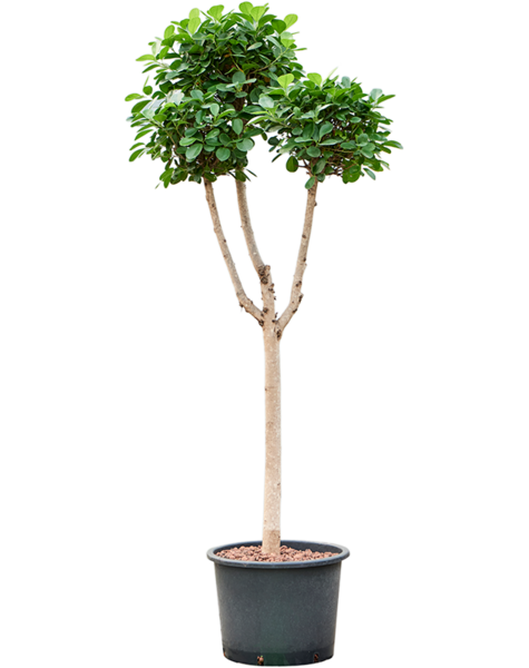 Hydroplant Ficus