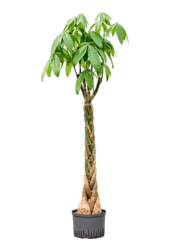Hydroplante Pachira Aquatica