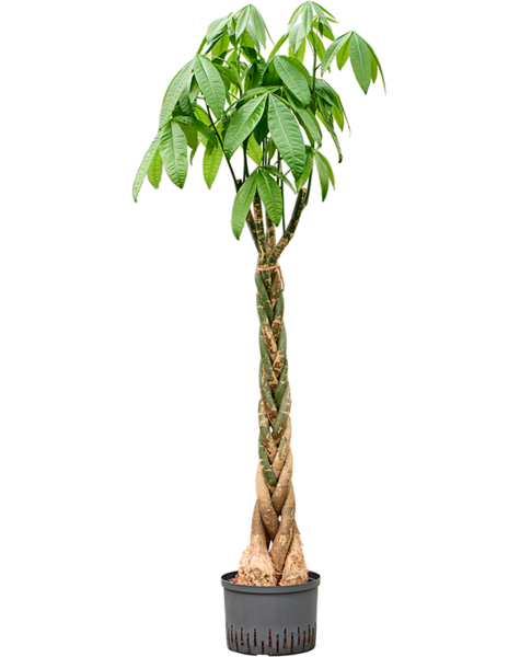 Hydroplante Pachira