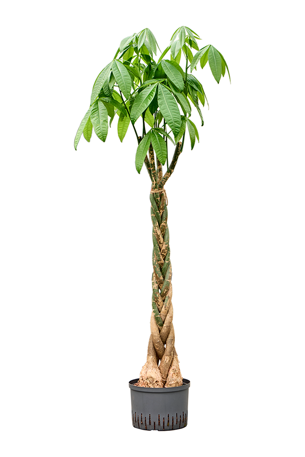 Hydroplante Pachira Aquatica
